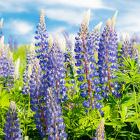 Blue Lupine Flower – Annual Flower Seeds