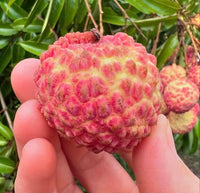 Mauritius Lychee Seeds – Heirloom, Non-GMO, Sweet Tropical Fruit Variety for Planting