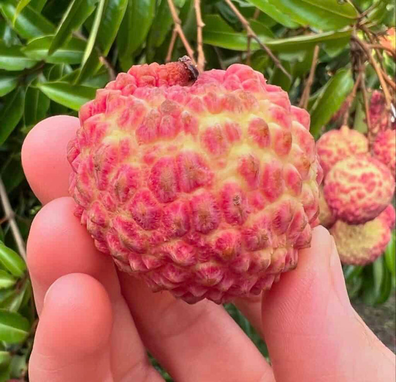 Mauritius Lychee Seeds – Heirloom, Non-GMO, Sweet Tropical Fruit Variety for Planting
