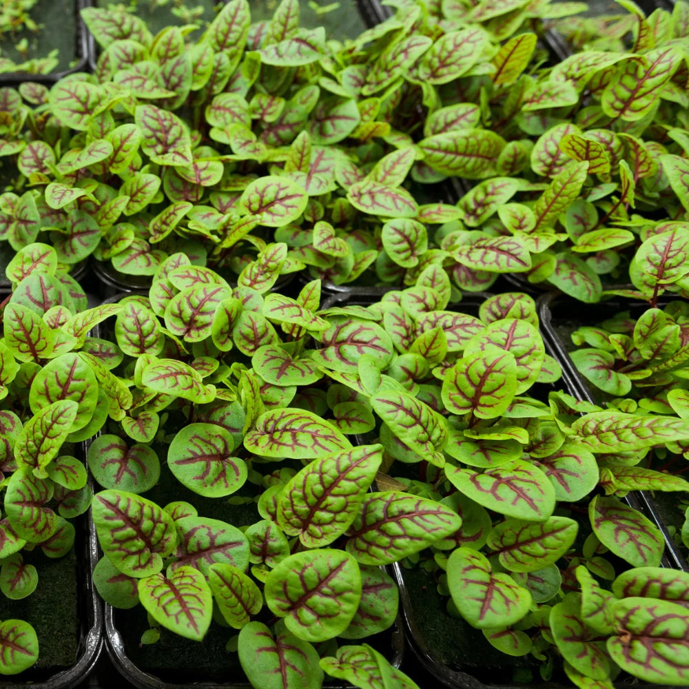 Rumex sanguineus ornamental foliage showing contrasting red and purple leaf veining.