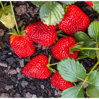 Chandler Strawberry Seeds – Heirloom, Non-GMO, High-Yield Garden Variety