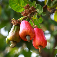 Cashew Nut Anacardium Occidentale – Tropical Fruit Tree Seeds