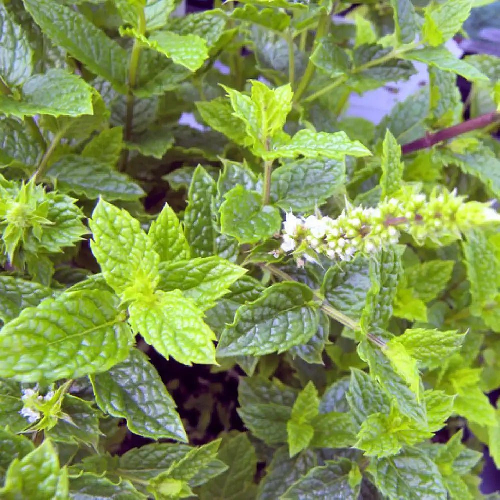 Mentha spicata spearmint herb with green aromatic leaves