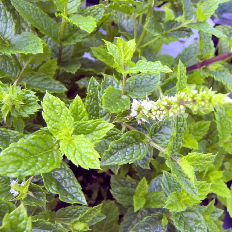 Spearmint Mentha spicata plant with green aromatic leaves