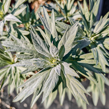 Western Mugwort Artemisia ludoviciana plant seeds for growing a perennial herb in the garden.