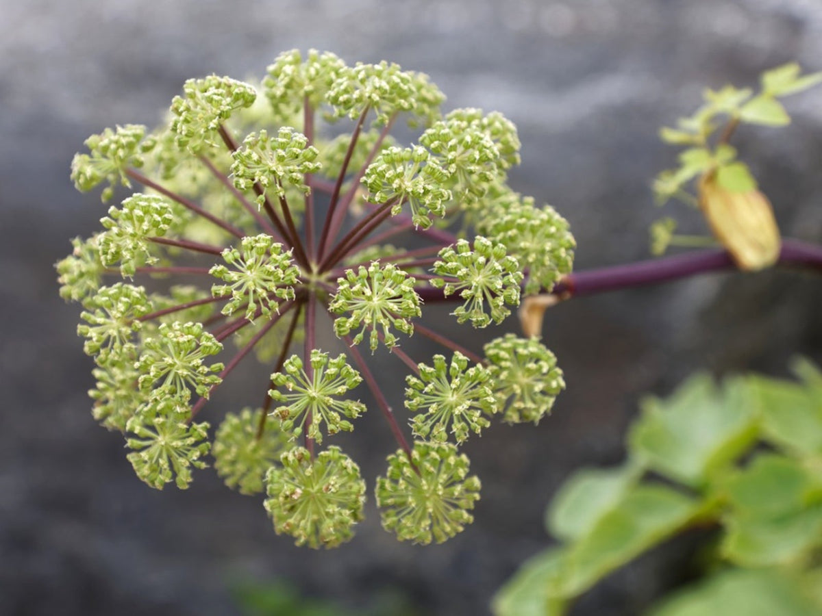 Angelica Archangelica – Perennial Herb and Flower Garden Seeds