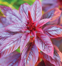 Hopi Red Dye Amaranth flowering annual with distinctive red blooms for ornamental and heritage gardens.