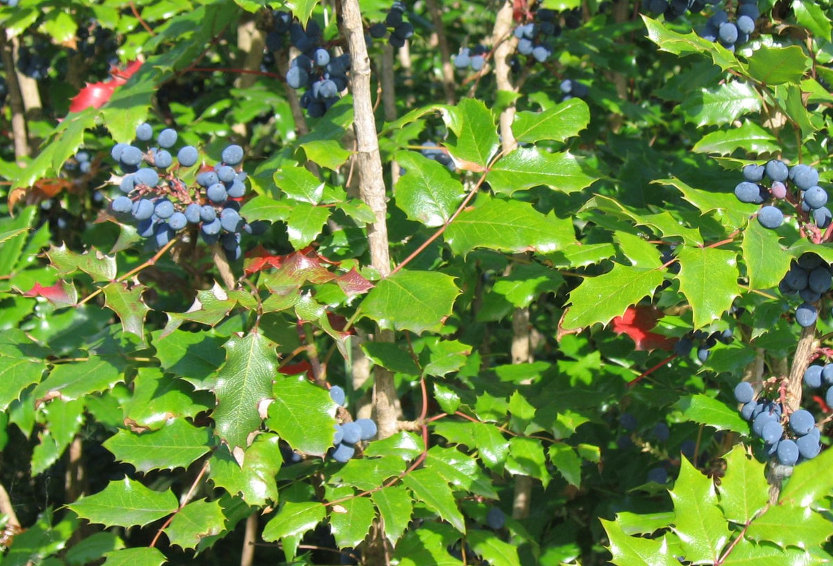 Dwarf Oregon Grape Mahonia nervosa seeds for woodland gardening