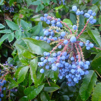 Oregon Grape Mahonia nervosa Seeds for Shade Gardens and Native Plant Landscapes