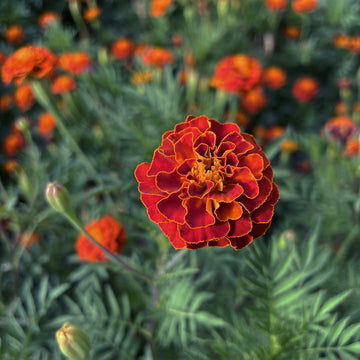 French Marigold flower seeds for growing colorful ornamental garden flowers.