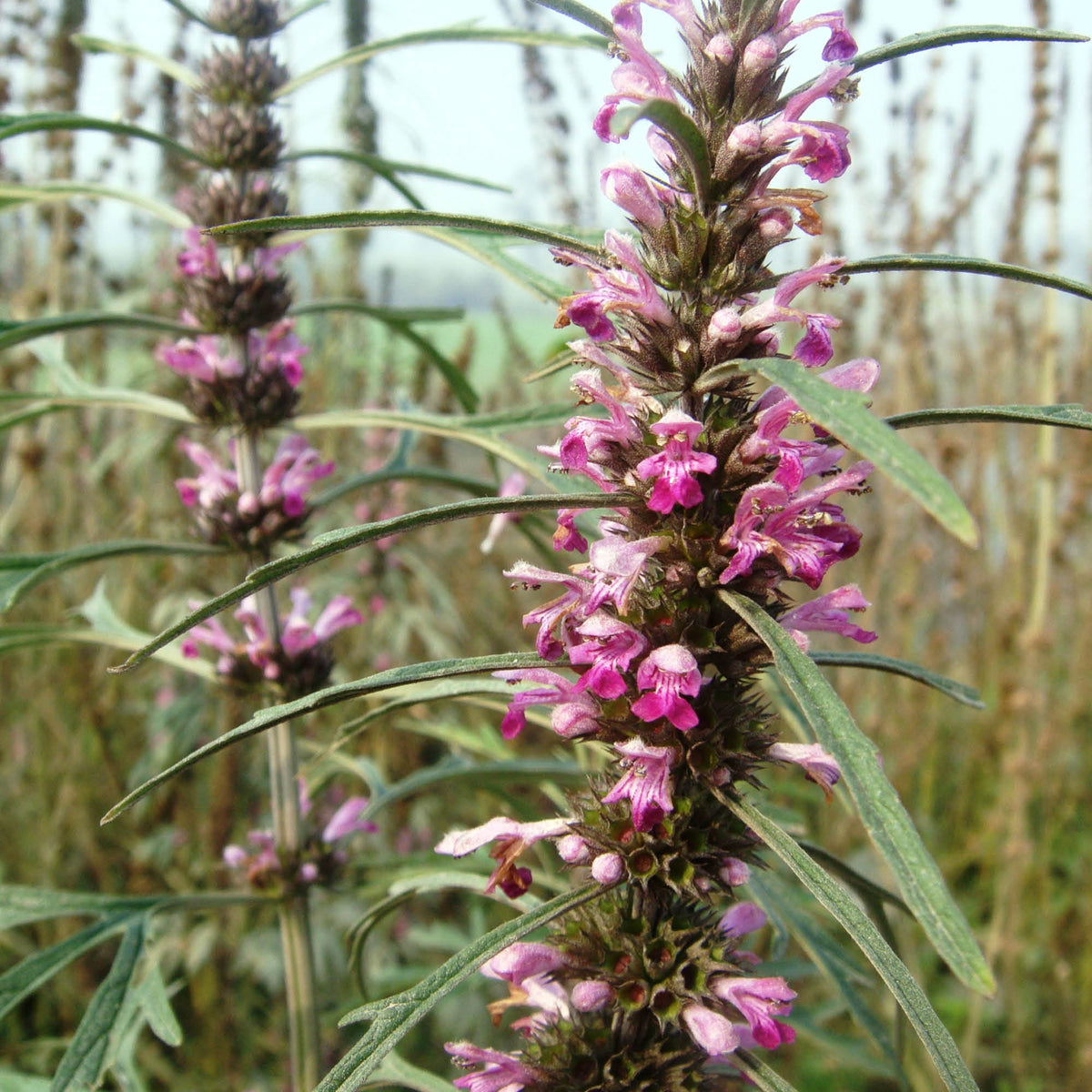 Siberian Motherwort Leonurus sibiricus seeds for garden planting