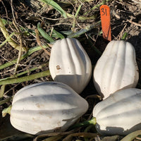 Mashed Potato Squash – Vegetable Seeds