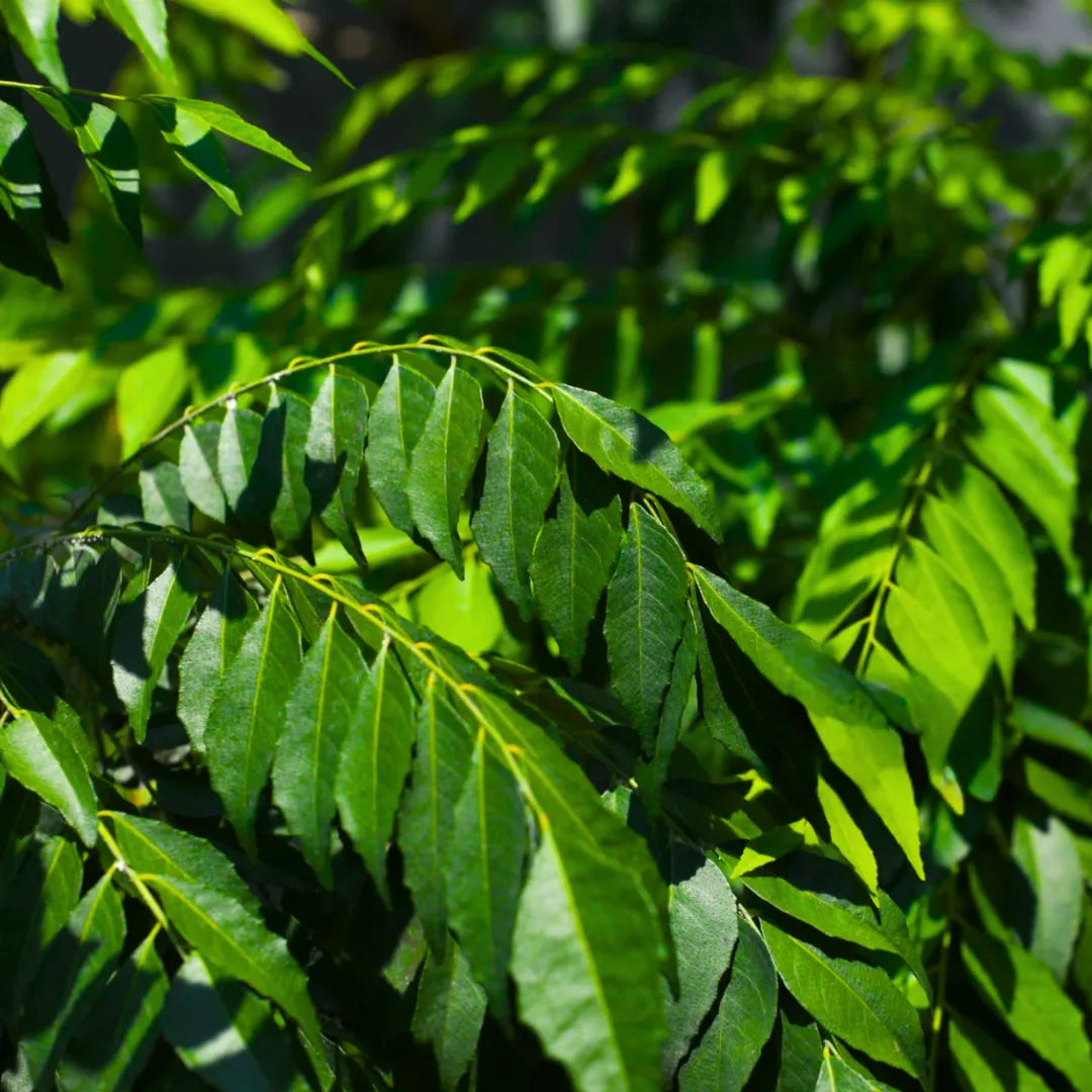 Murraya koenigii curry leaf plant with green compound aromatic foliage