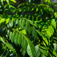 Murraya koenigii curry leaf plant with green compound aromatic foliage