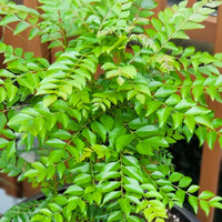Murraya koenigii Indian curry leaf tree seeds for home gardening