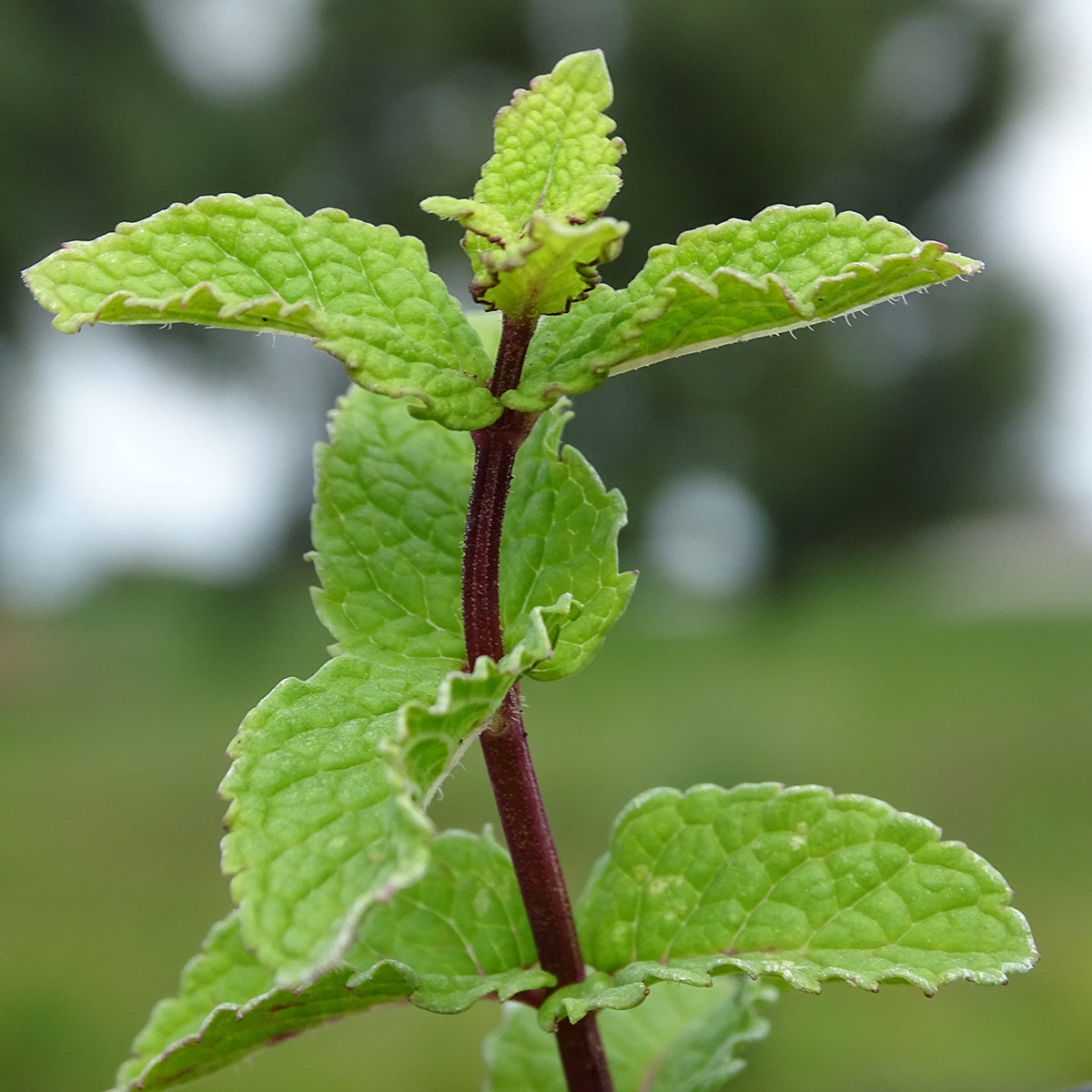 Mentha haplocalyx planting seeds for growing Chinese Mint in a home garden
