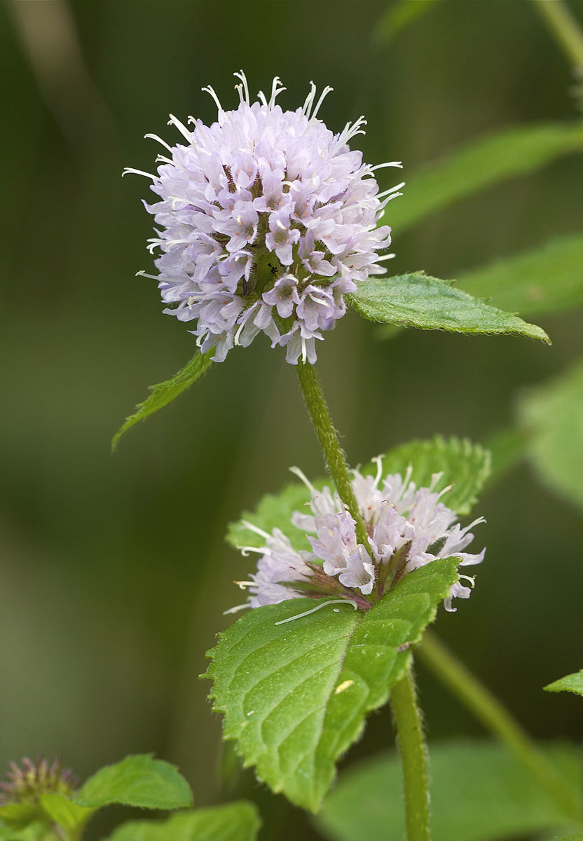 Water Mint perennial herb seeds for water gardens and natural landscaping