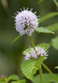 Water Mint perennial herb seeds for water gardens and natural landscaping