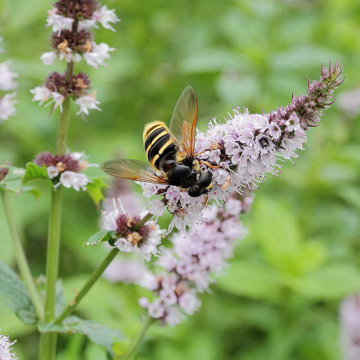 Water Mint Mentha aquatica plant showing green aromatic foliage and rounded flower clusters.