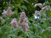 Arabian Mint Mentha longifolia Aromatic Herb Seeds for Home Garden Planting