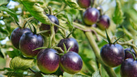 Blue Keyes Tomato Solanum Lycopersicum – Hardy Vegetable Garden Seeds