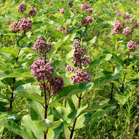 Common Milkweed – Native Wildflower Garden Seeds