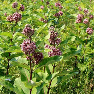 Common Milkweed – Native Wildflower Garden Seeds