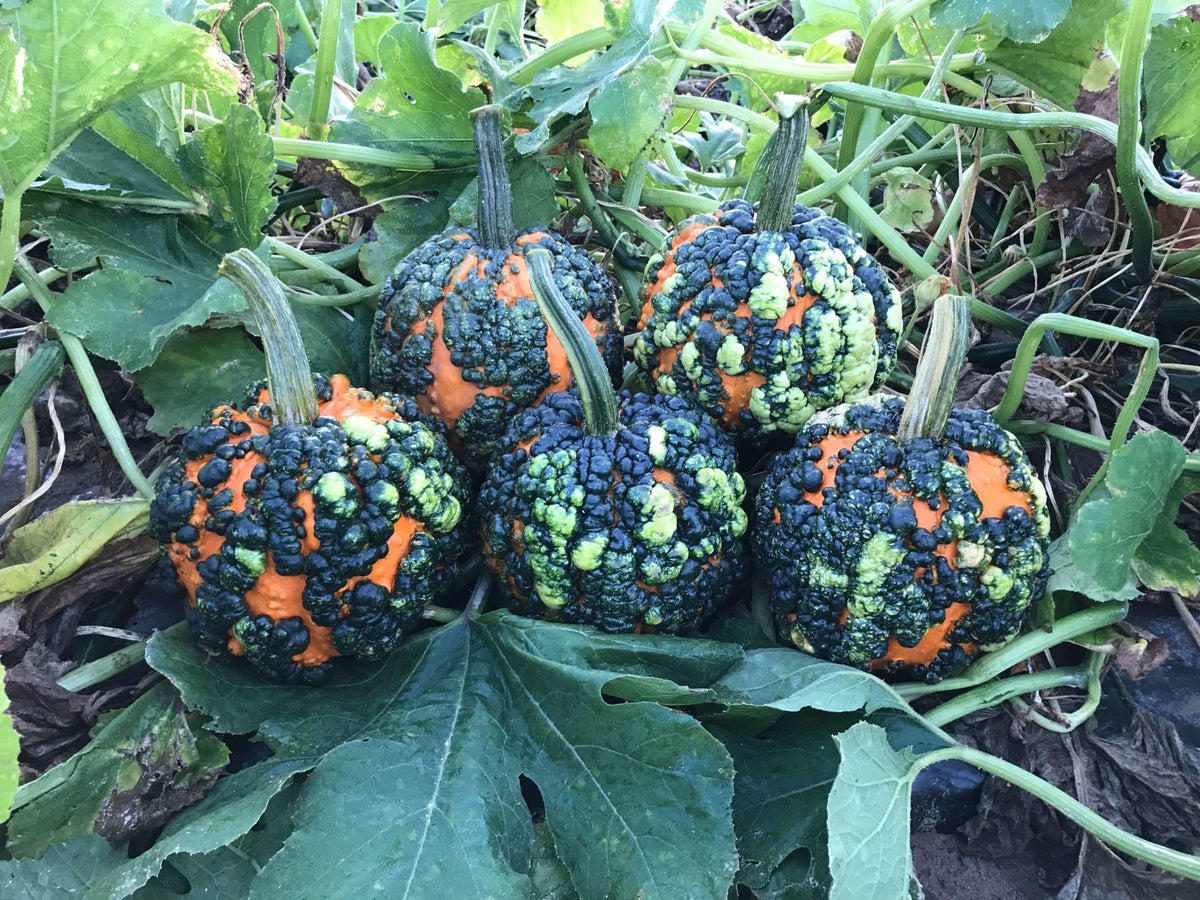 Warty Gnome Mini Pumpkin Seeds for Planting