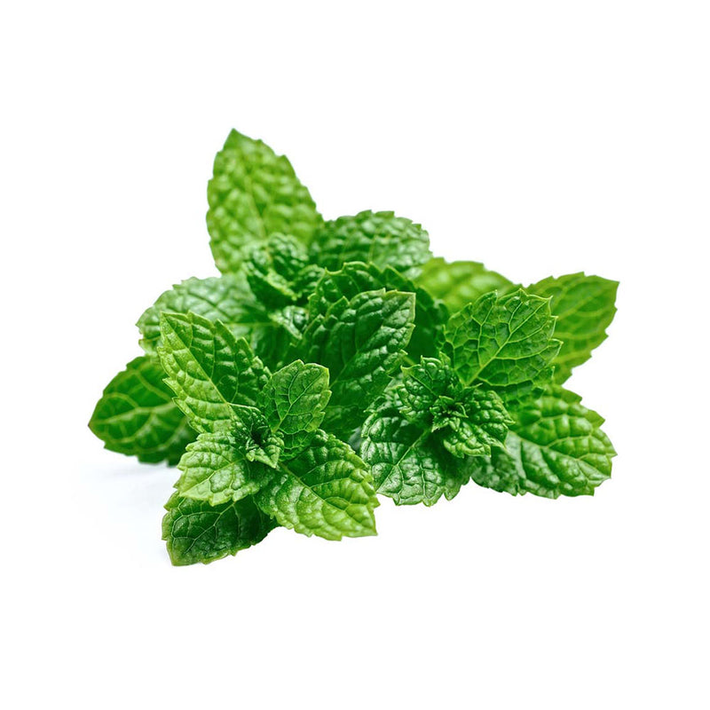 Peppermint (Mentha × piperita) Herb Seeds for Planting – Aromatic Mint Variety for Home Gardens