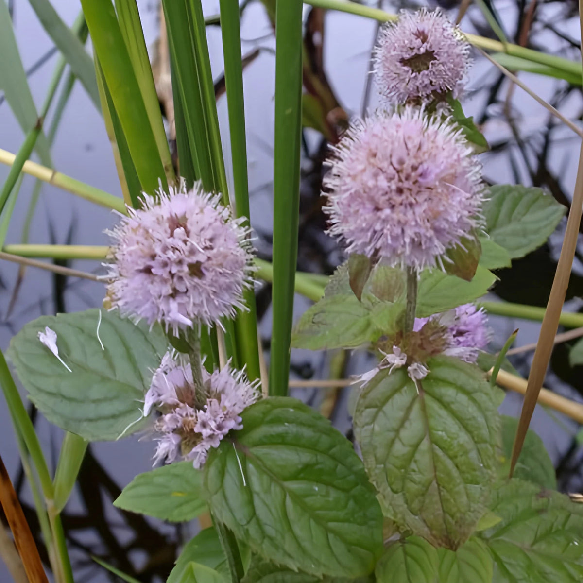 Water Mint Mentha aquatica herb garden seeds for growing a perennial mint plant.