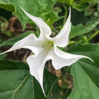 Datura Moonflower Datura inoxia seeds for ornamental garden planting