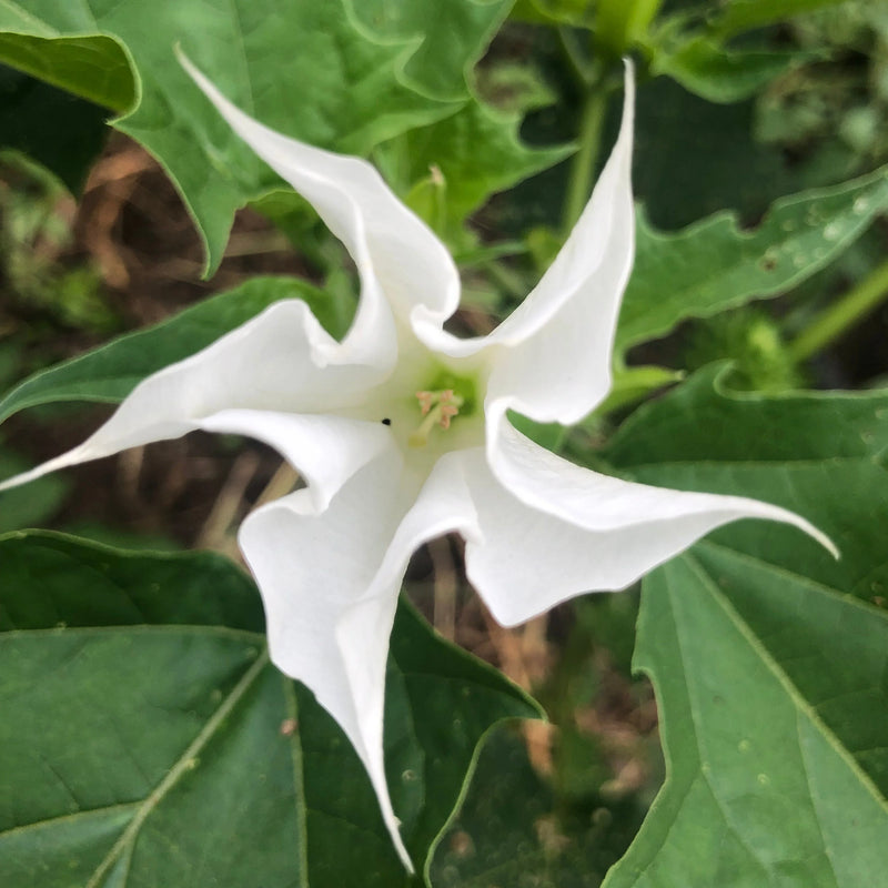 Datura Moonflower Datura inoxia seeds for ornamental garden planting