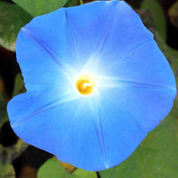 Heavenly Blue Morning Glory vine displaying blue trumpet-shaped flowers