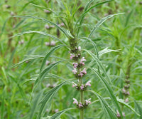 Leonurus japonicus plant seeds for home gardens and botanical plant collections