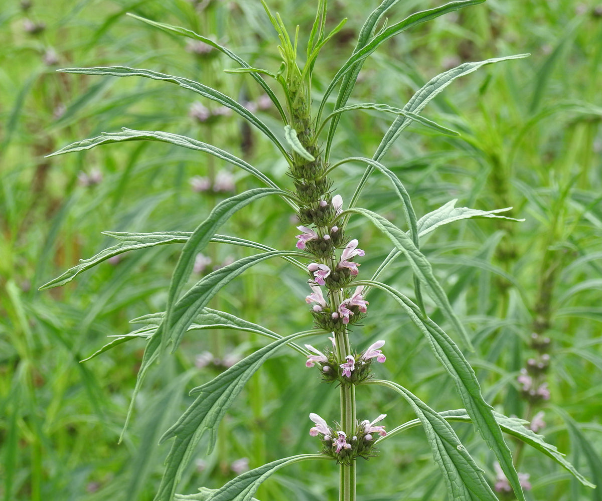 Leonurus japonicus Chinese Motherwort seeds for herb garden cultivation