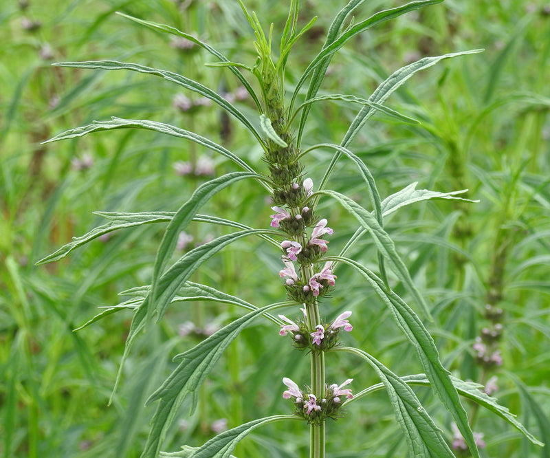 Leonurus japonicus Chinese Motherwort herb plant seeds for garden cultivation