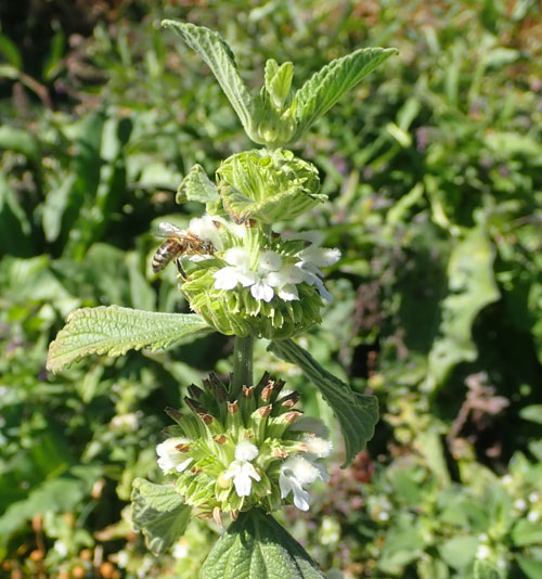 Mukasi Lion’s Ear flowering plant seeds for garden planting
