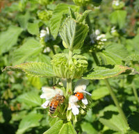 Leonotis mollissima plant seeds for home garden cultivation