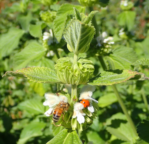 Leonotis mollissima Mukasi seeds for flowering plant cultivation
