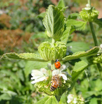 Lion’s Ear Mukasi garden seeds identified by botanical name Leonotis mollissima