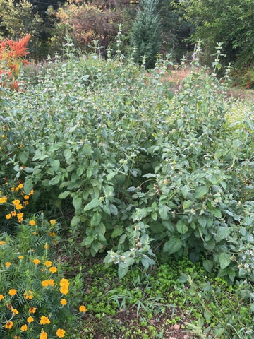 Mukasi Leonotis mollissima plant seeds for garden planting