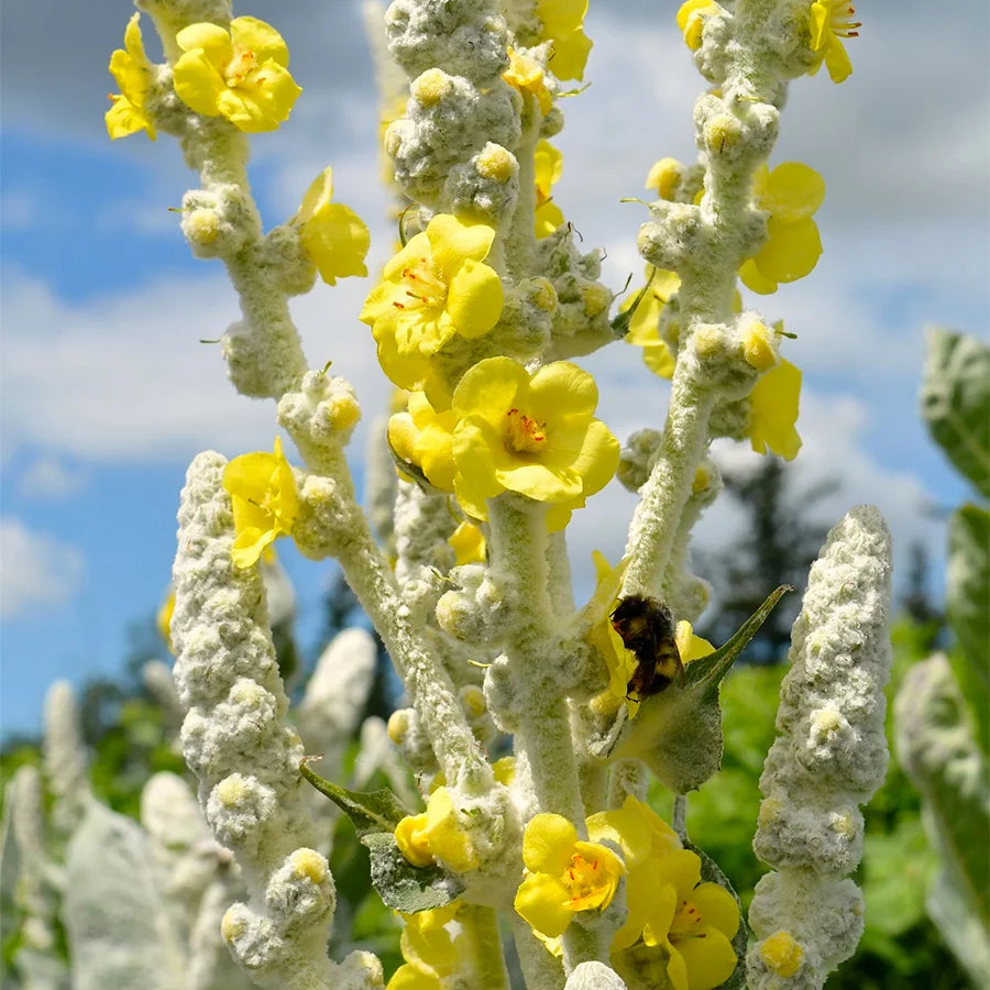 Verbascum bombyciferum Giant Silver Mullein with woolly silver-green leaves