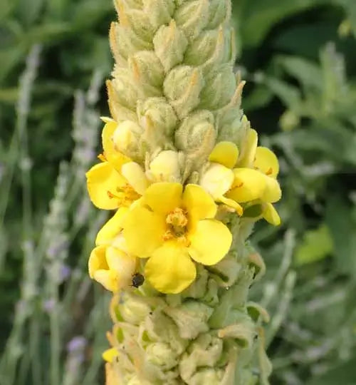 Verbascum thapsus Common Mullein flowering plant seeds for garden cultivation
