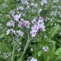 Forget Me Not Cynoglossum Amabile – Chinese Mystic Pink Flower Seeds