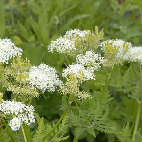 Sweet Cicely Perennial Herb Seeds Myrrhis odorata for Home Garden Growing