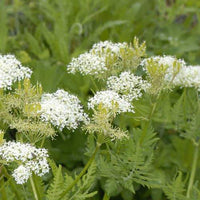 Sweet Cicely Perennial Herb Seeds Myrrhis odorata for Home Garden Growing