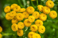 Organic Tansy seeds for herb gardens and ornamental perennial borders