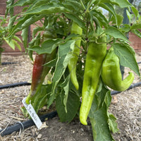Big Jim Pepper Seeds – Capsicum annuum Garden Planting Seeds