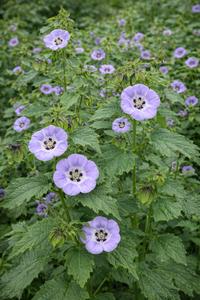 Shoo-Fly Plant Seeds – Nicandra physalodes Garden Flower Plant