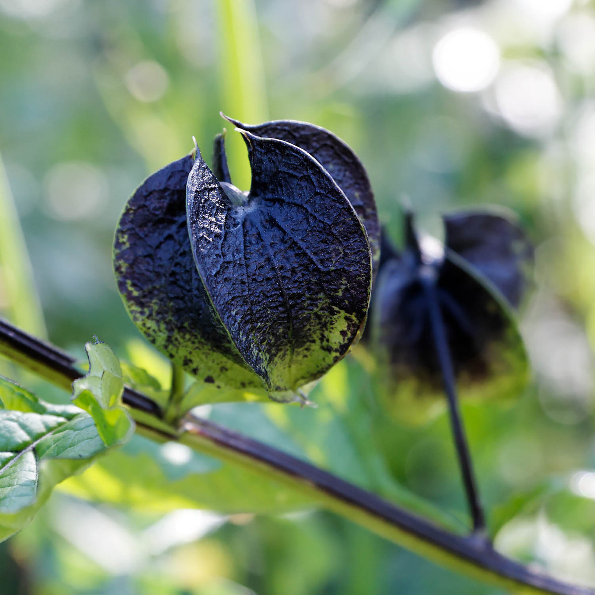 Nicandra physalodes Shoo-Fly Plant with broad green leaves, pale blue-violet flowers, and lantern-like fruit structures in a garden